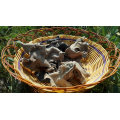 Cultivated Whole Dried Edible White Back Black Chinese Tree Ear Fungus